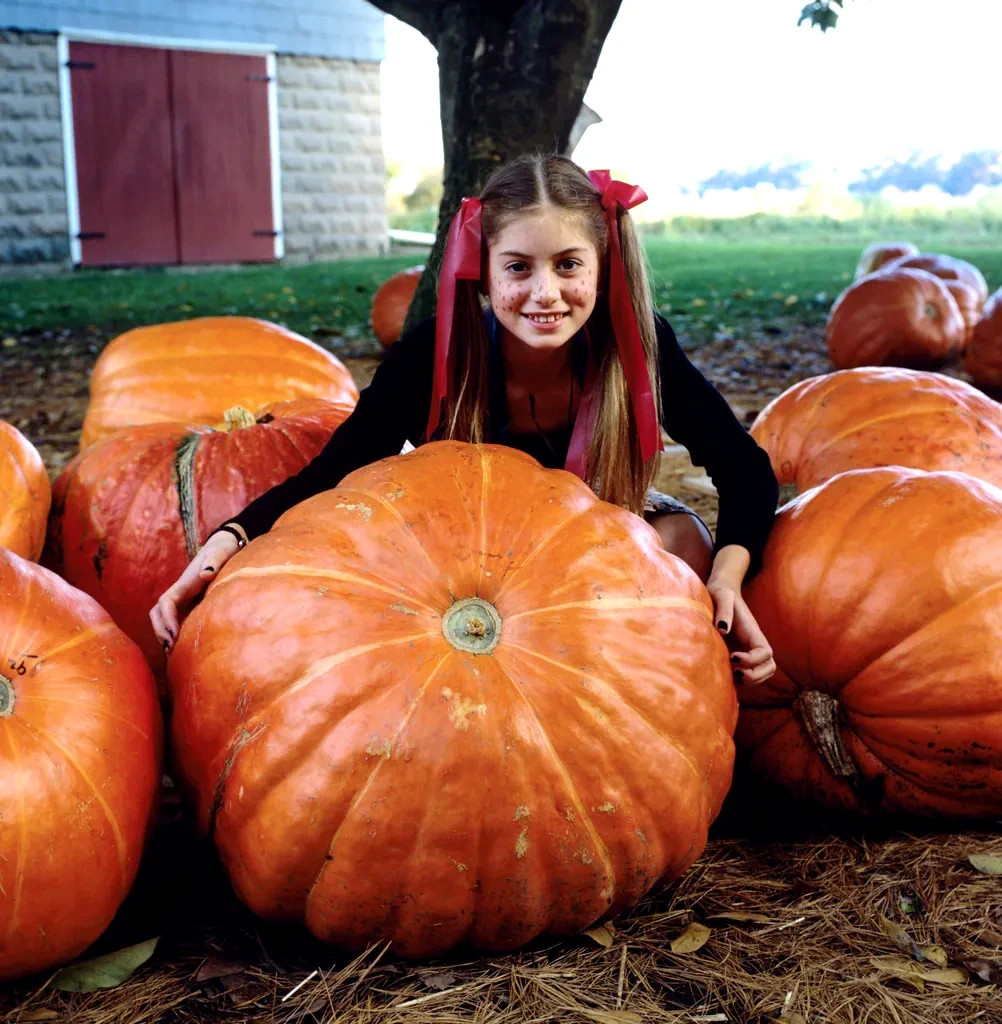 BIG MAX PUMPKIN SEEDS NON~GMO Giant Garden Fruit Squash Vine Plant 1-200+ LBS