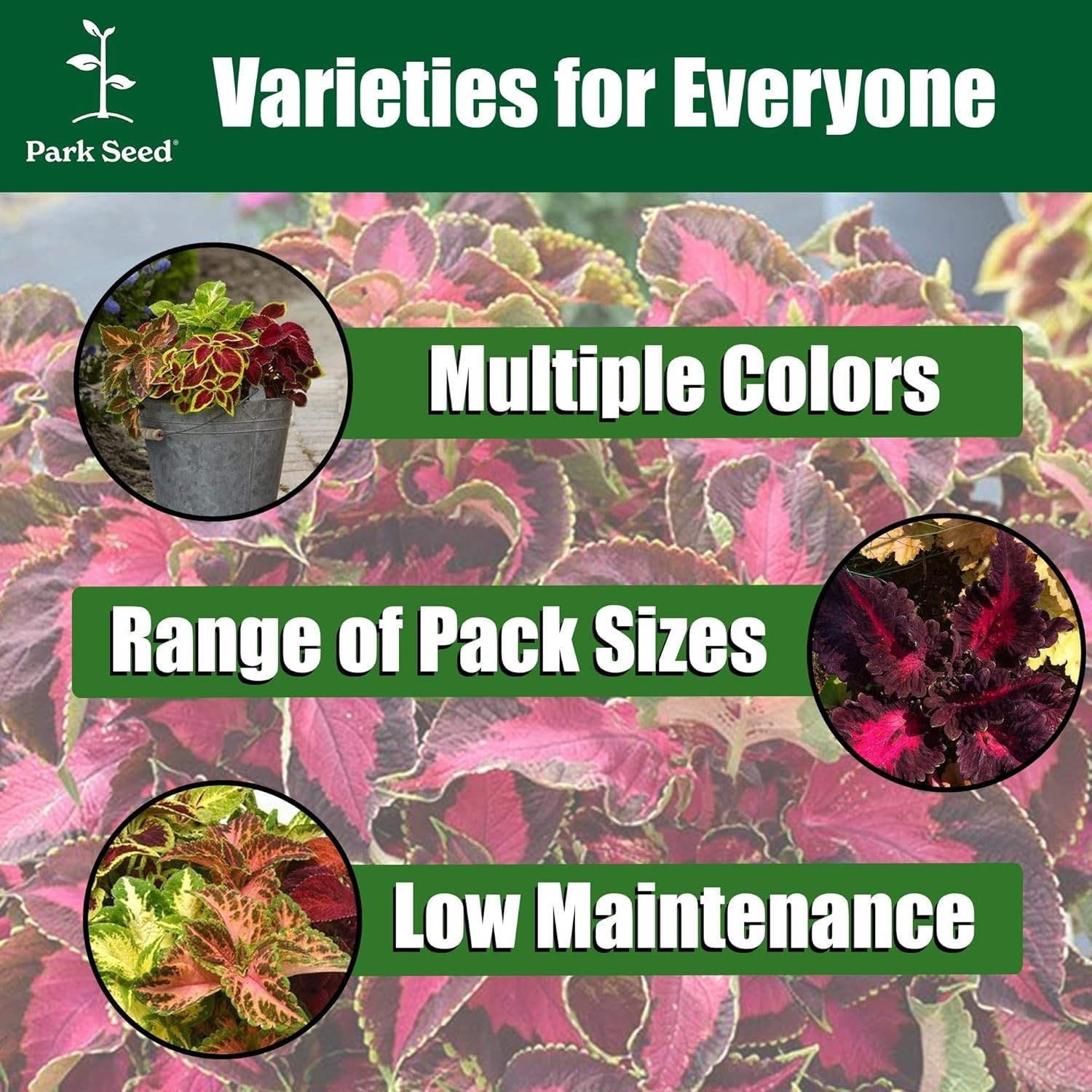 Giant Exhibition Coleus Seeds – Pack of 20 for Lush Indoor & Outdoor Foliage