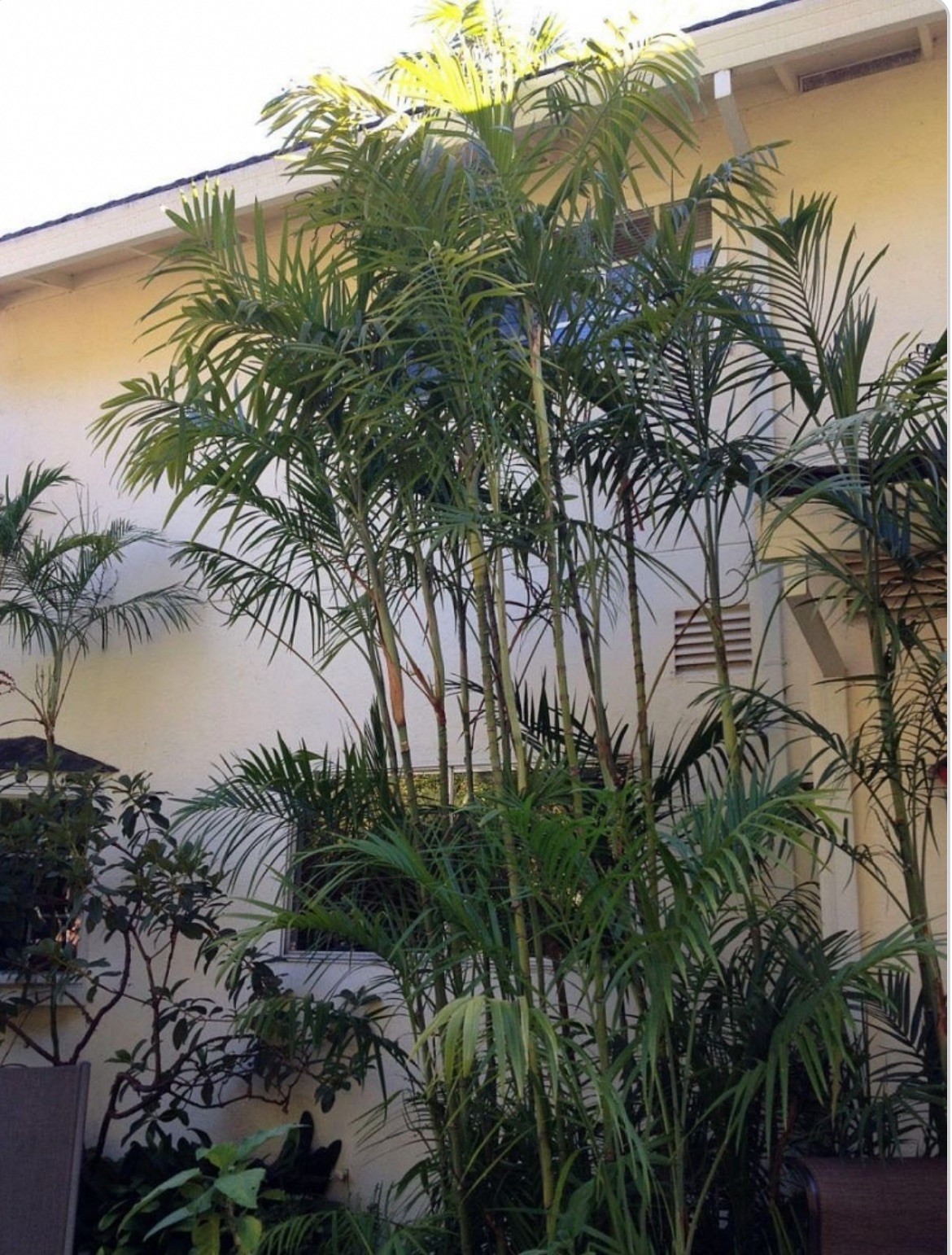 Incredibly Cold Tolerant Feather Palm 14F° Chamaedorea Radicalis Palm Seeds