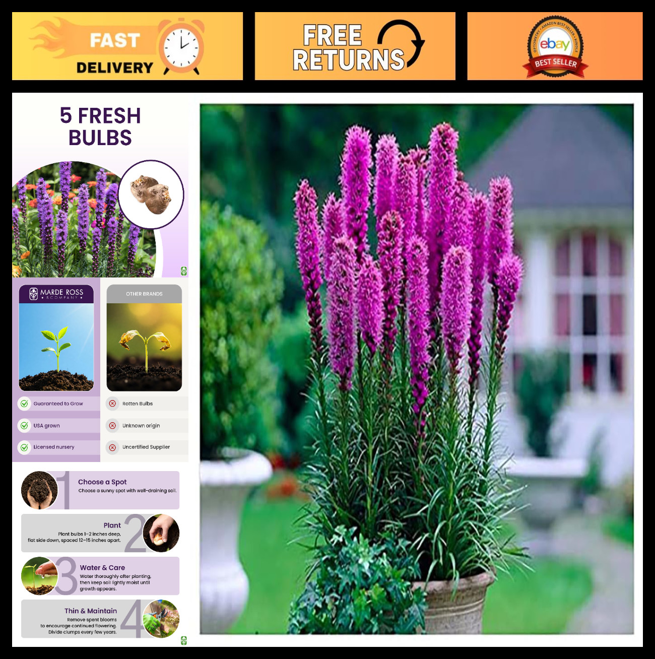 5 Fresh Liatris Spicata Bulbs – Purple Blazing Star Perennial for Outdoor Border