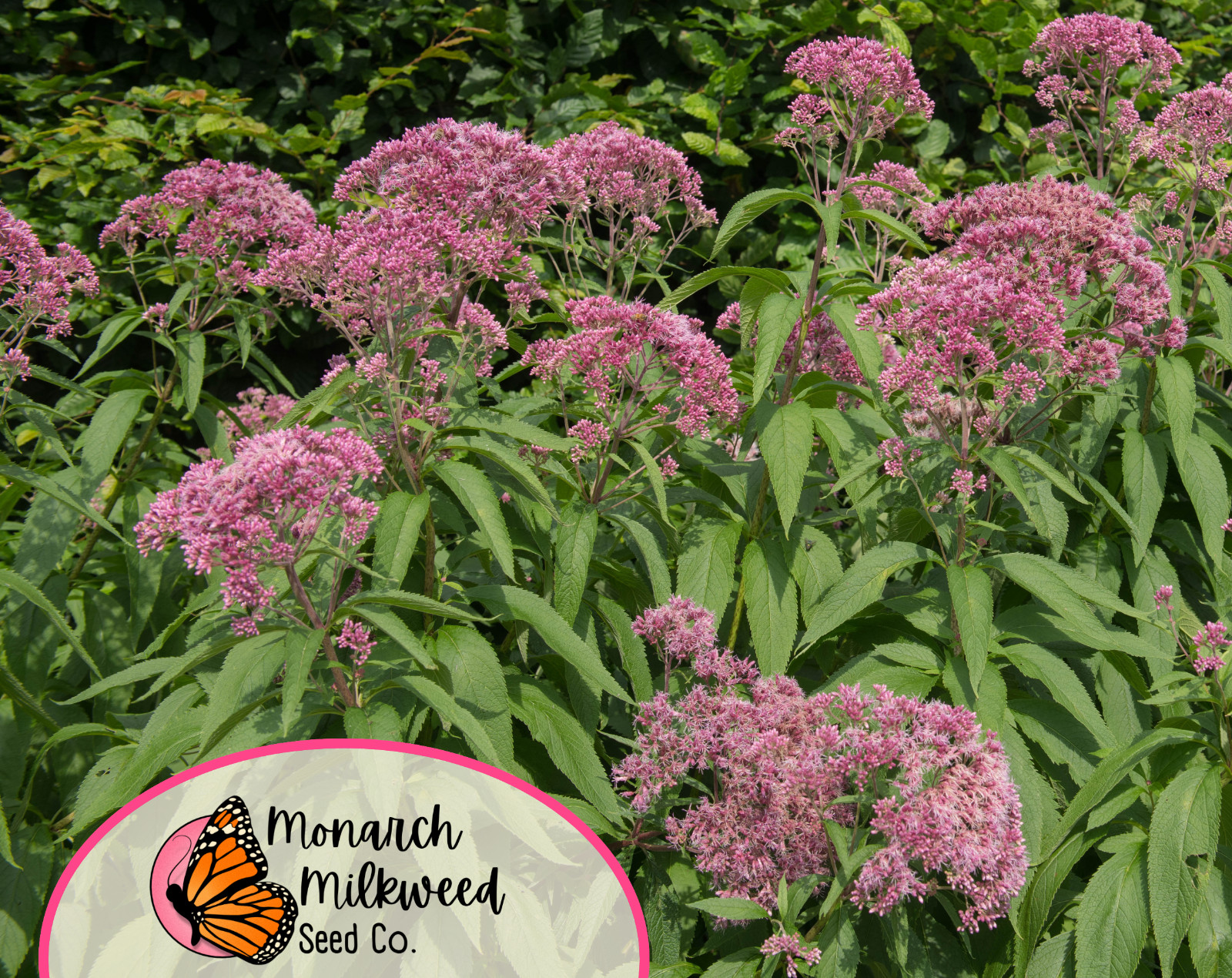 950+ Joe Pye Weed ‘Spotted’ Seeds | Native Perennial Wildflower Seed for Gardens