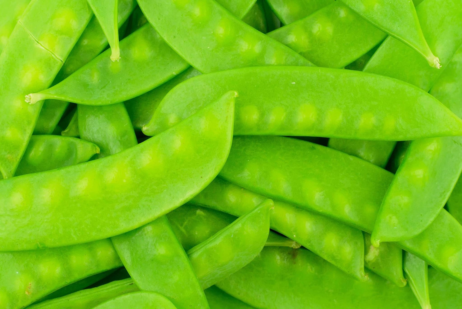 Mammoth Melting Sugar Pod Snow Pea Garden Seeds – 100 Seeds ~ Non-GMO, Heirloom