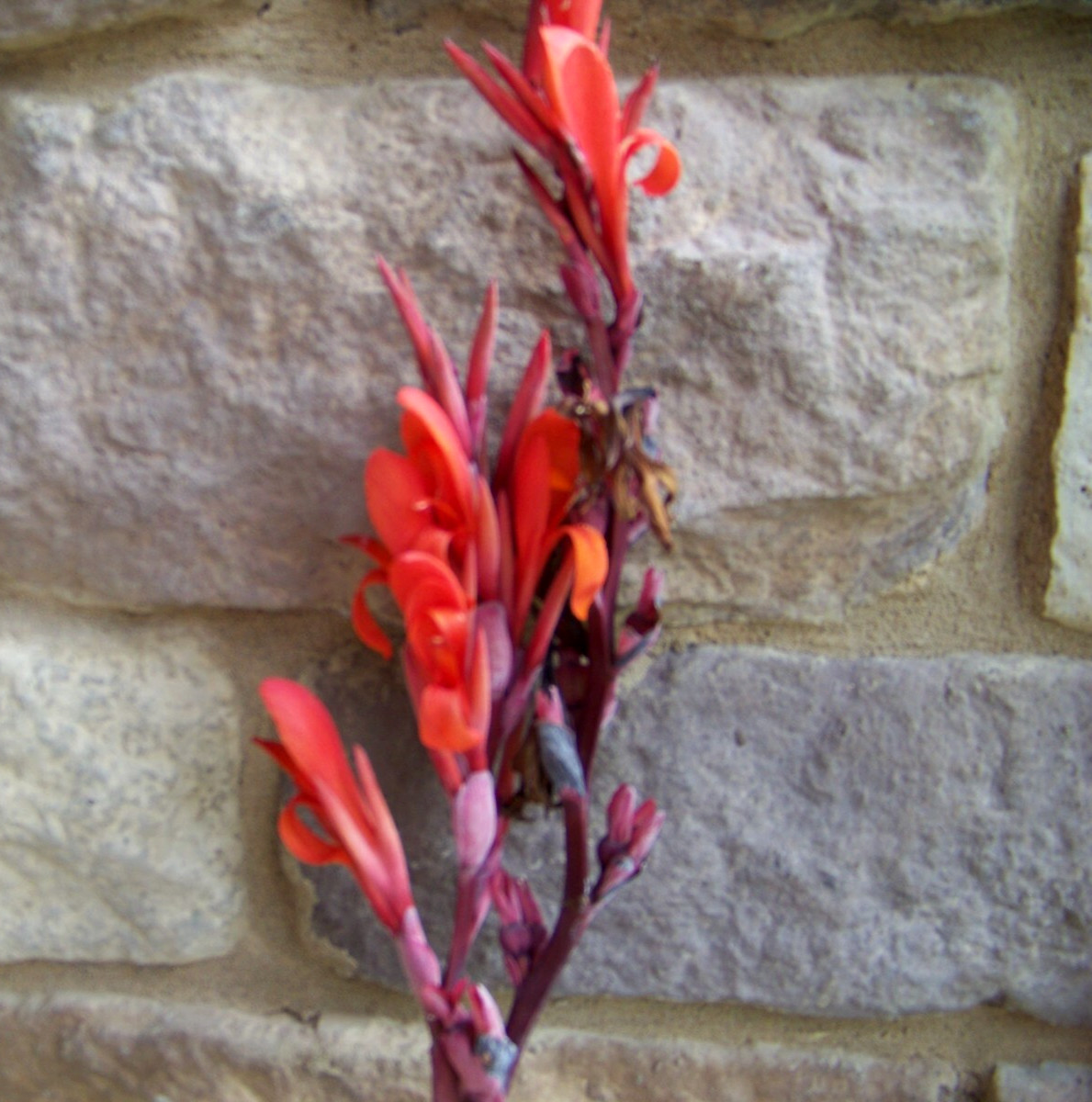 5 Canna Lily Bulbs – Red Blooms – Burgundy / Green Leaves