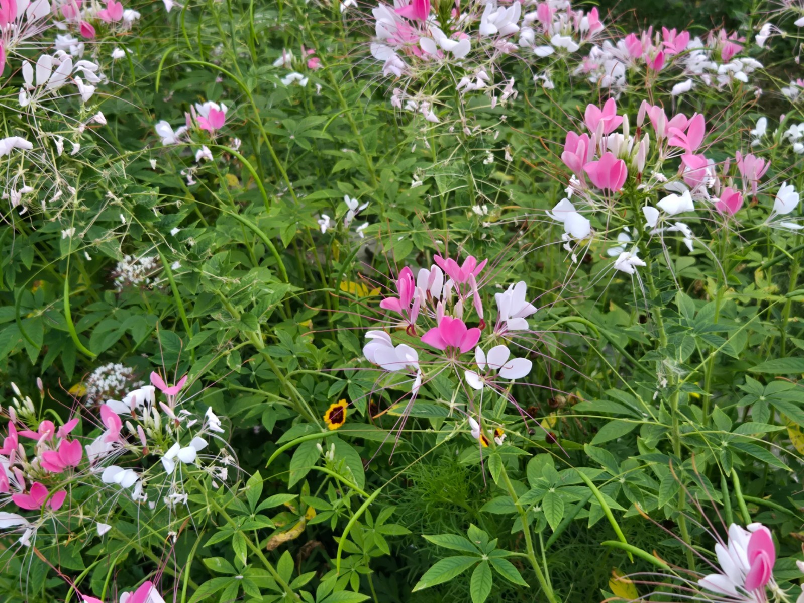 1 GRAM + Spider Flower/Cleome Spinosa/ORGANIC/400 + seeds