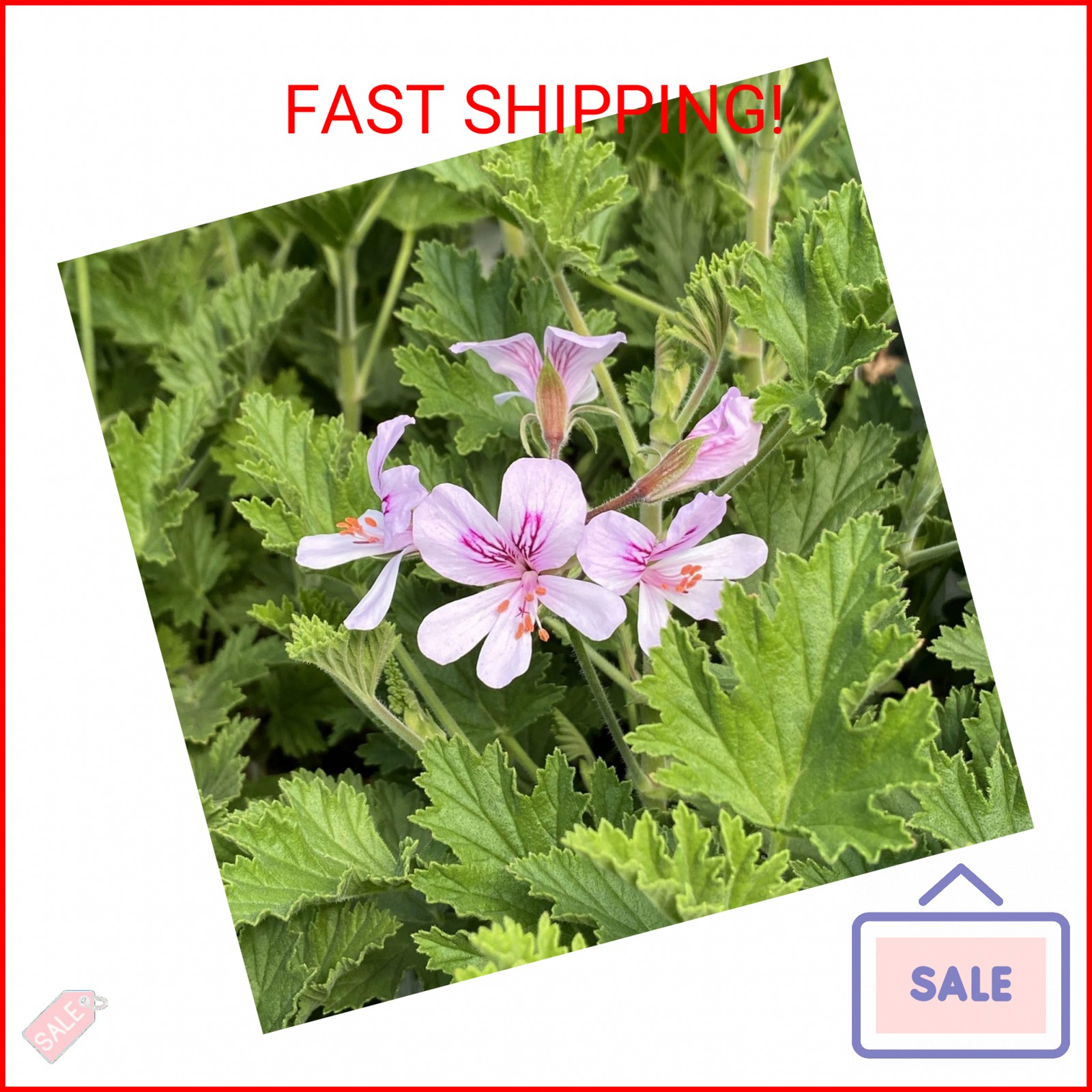 1500 Citronella Plant Seeds Non-GMO Citronella Plant Seeds Home Heirloom Garden