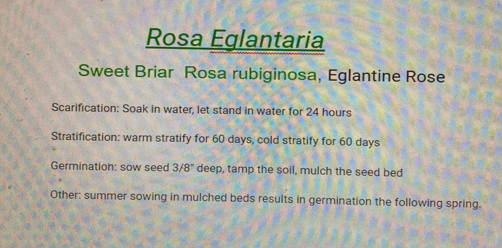 Sweet Briar Shrub Seeds Rosa Eglantaria Eglantine Rose Rosa Rubiginosa