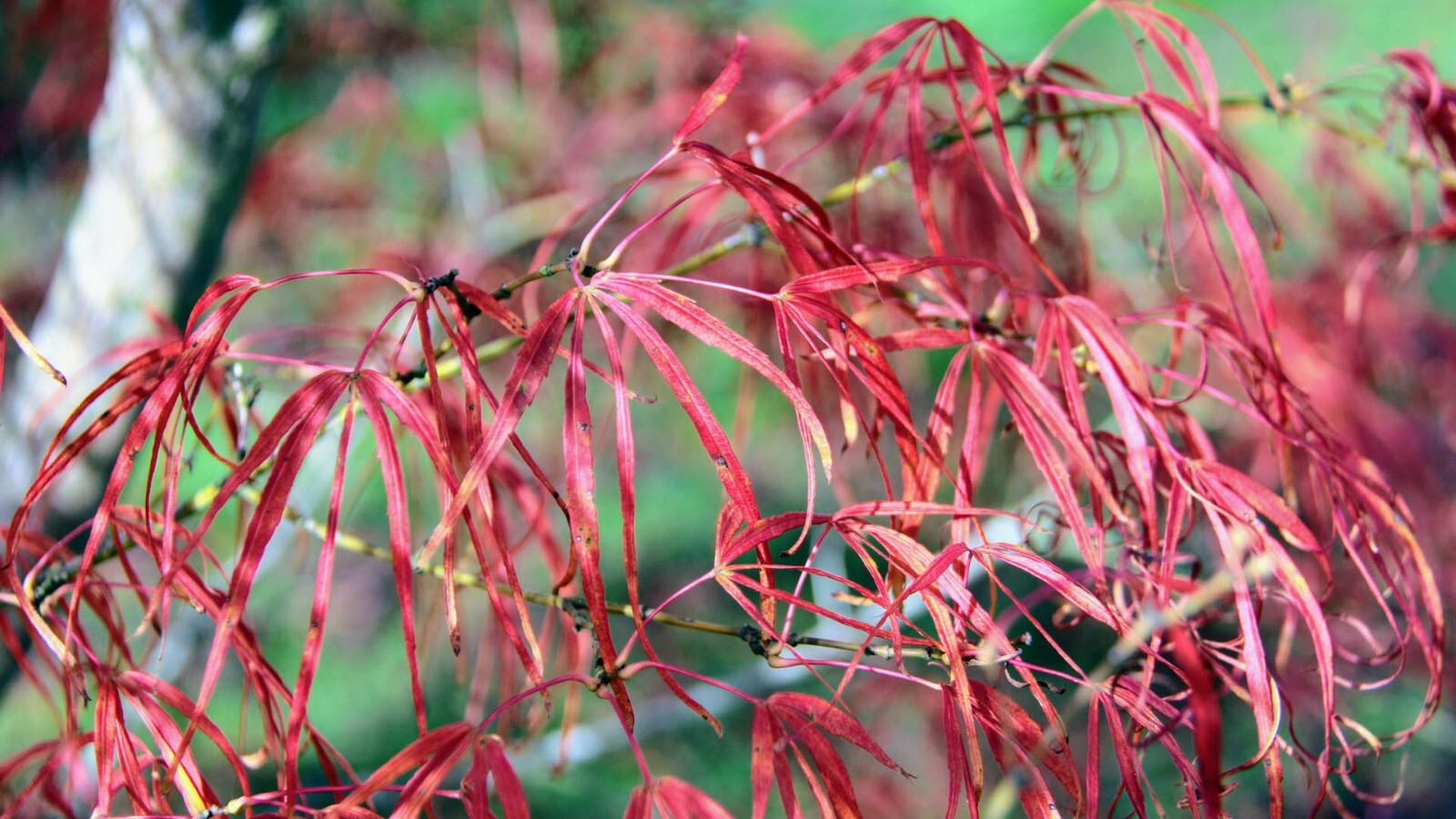 15 KOTO NO ITO JAPANESE MAPLE SEEEDS -Acer palmatum ‘Koto no ito’