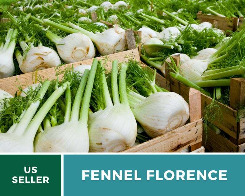 Fennel, Florence – 200 Seeds – Medicinal & Culinary Herb – Easy to Grow – NonGMO