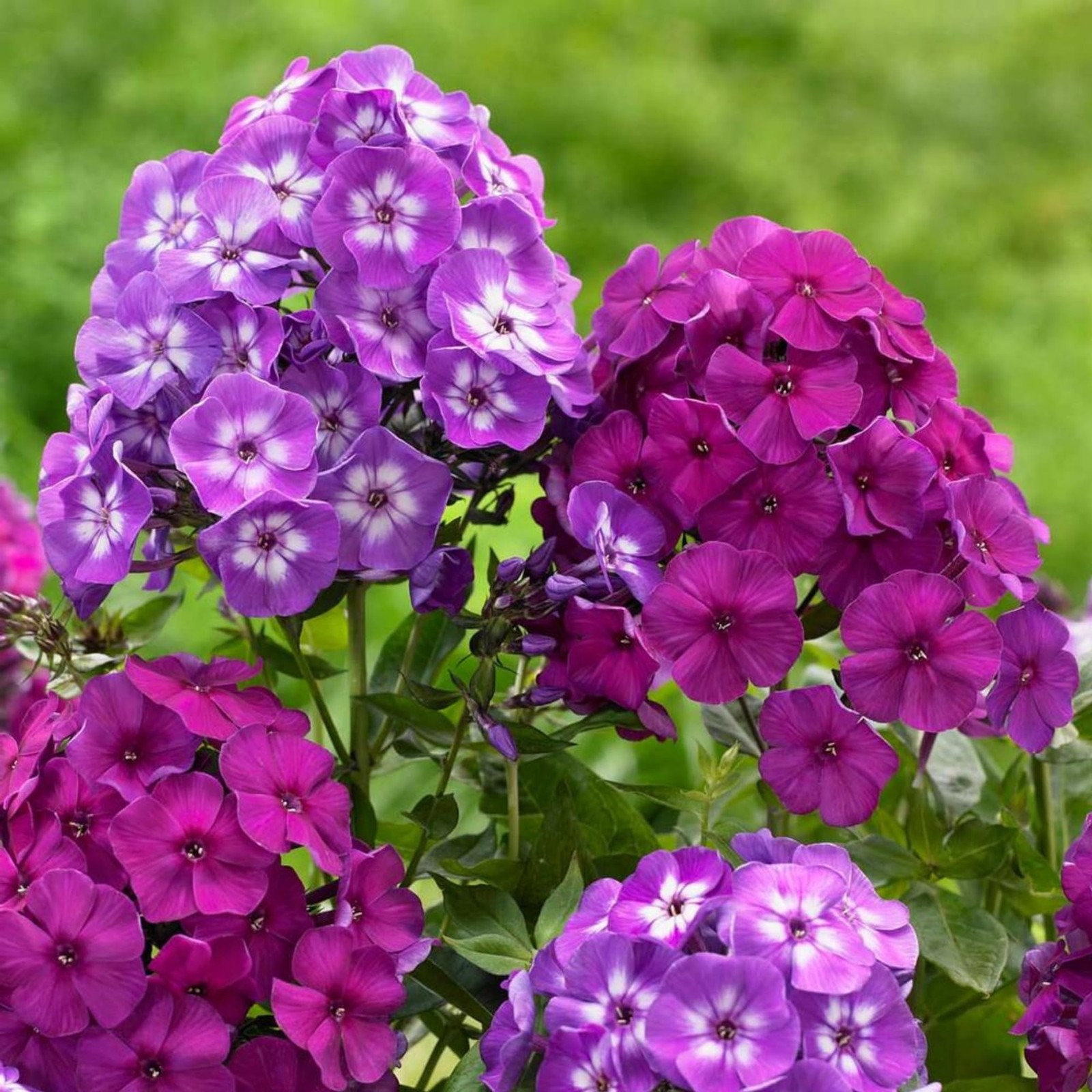 Mixed Phlox Seeds for Planting – 2000 Creeping Phlox Seeds Perennial Ground C…