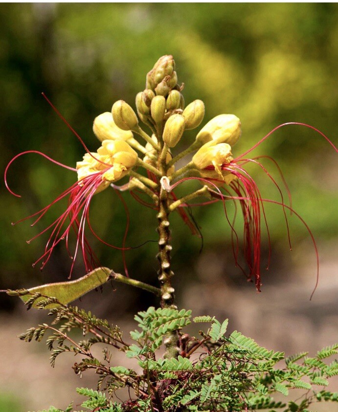 Yellow Bird Of Paradise, Erythrostemon Gilliesii – 10 Seeds 2024 – USA