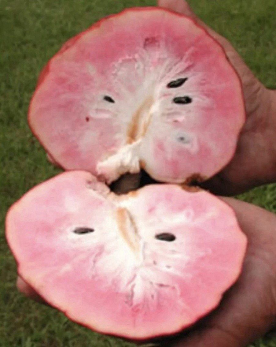 10 Fresh Seeds Red Custard Apple San Pablo Exotic Fruit Annona Reticulata Tree