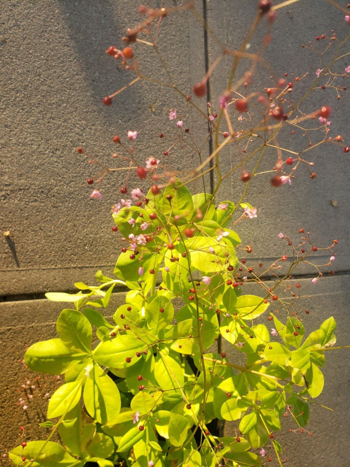 Jewels of Opar – Talinum Paniculatum(200+ seeds) unique flower stems!