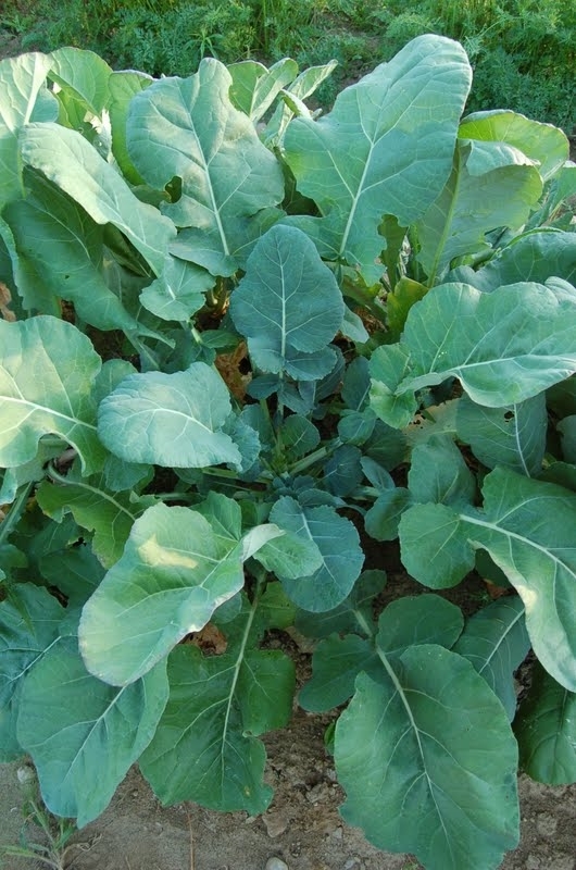 Collards Georgia Southern Seed – 1 Packet