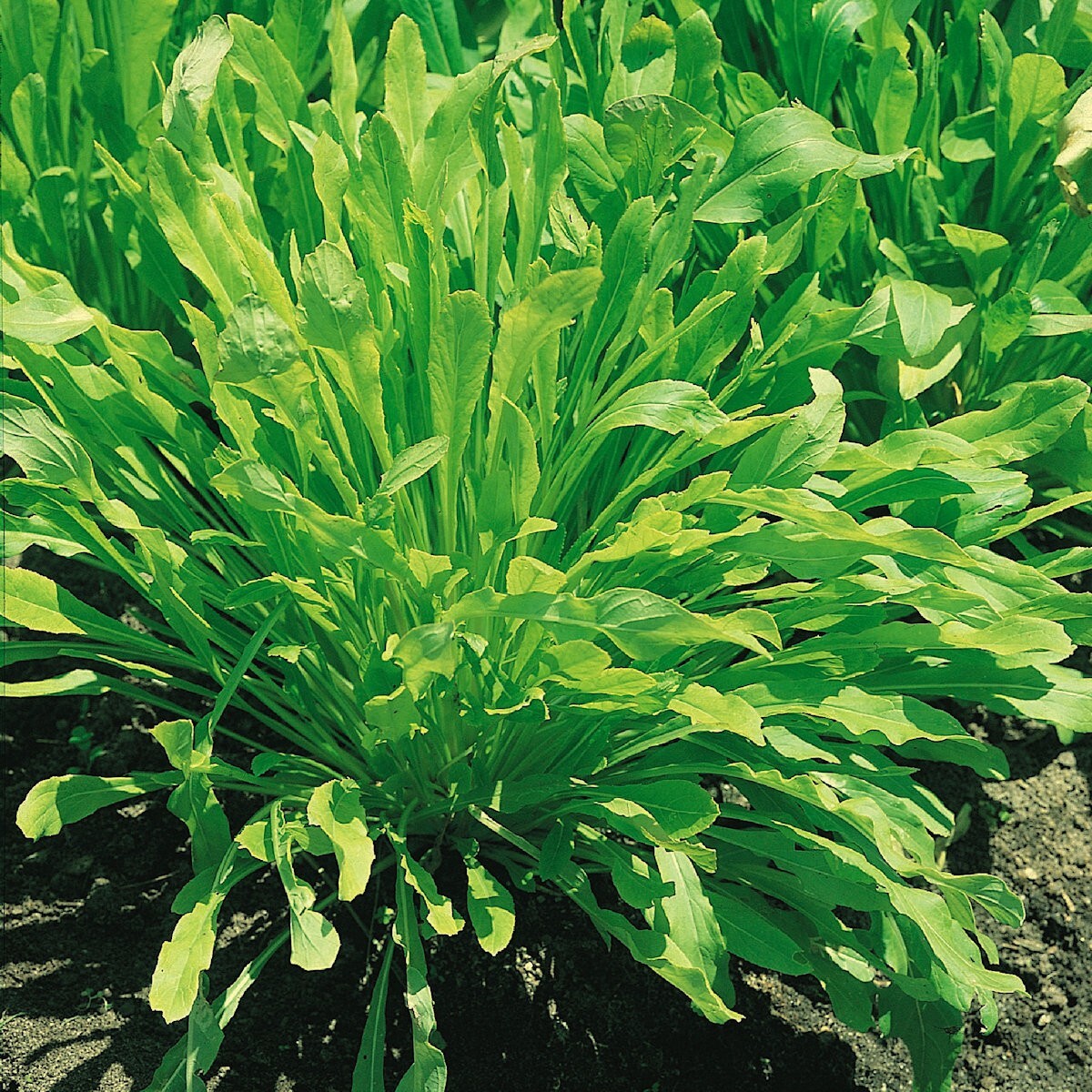 500 Mibuna Chinese Cabbage Seeds – Everwilde Farms Mylar Seed Packet