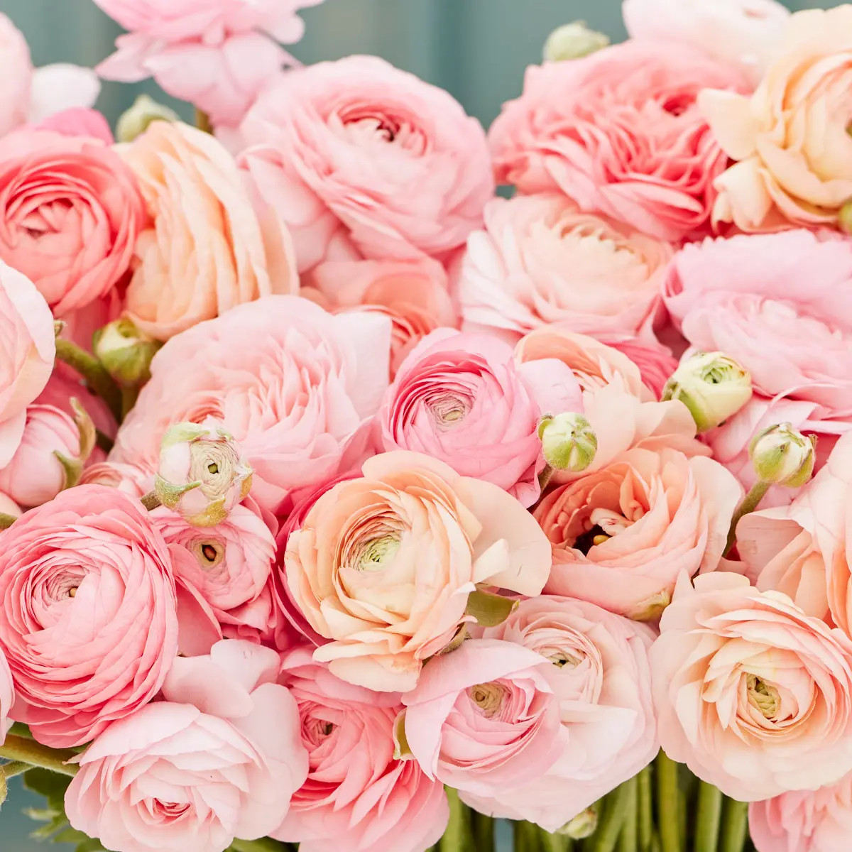 Ranunculus Pastel Mix – Persian Buttercup Bulbs (Not Seeds) – 10 XL Bulbs