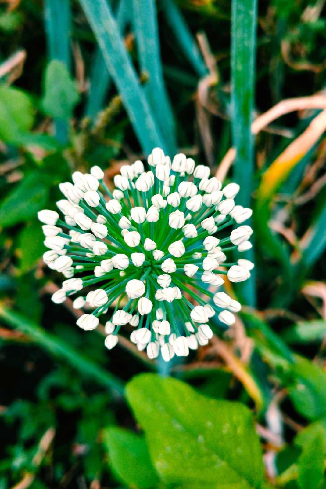 Seeds Wild Garlic 100+ Seeds to Grow Allium Ursinum Ramsons Long-Lived Perenn…