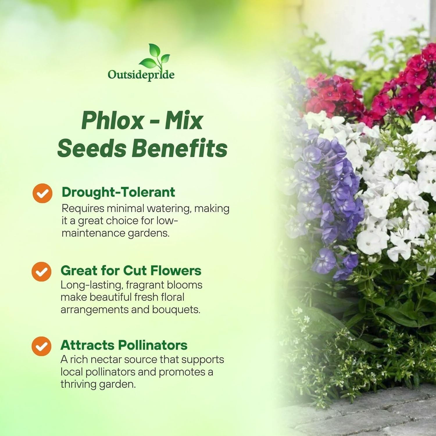 Vibrant Mix Phlox Seeds – 1000 Pcs Self-Seeding Annual for Pollinator Gardens