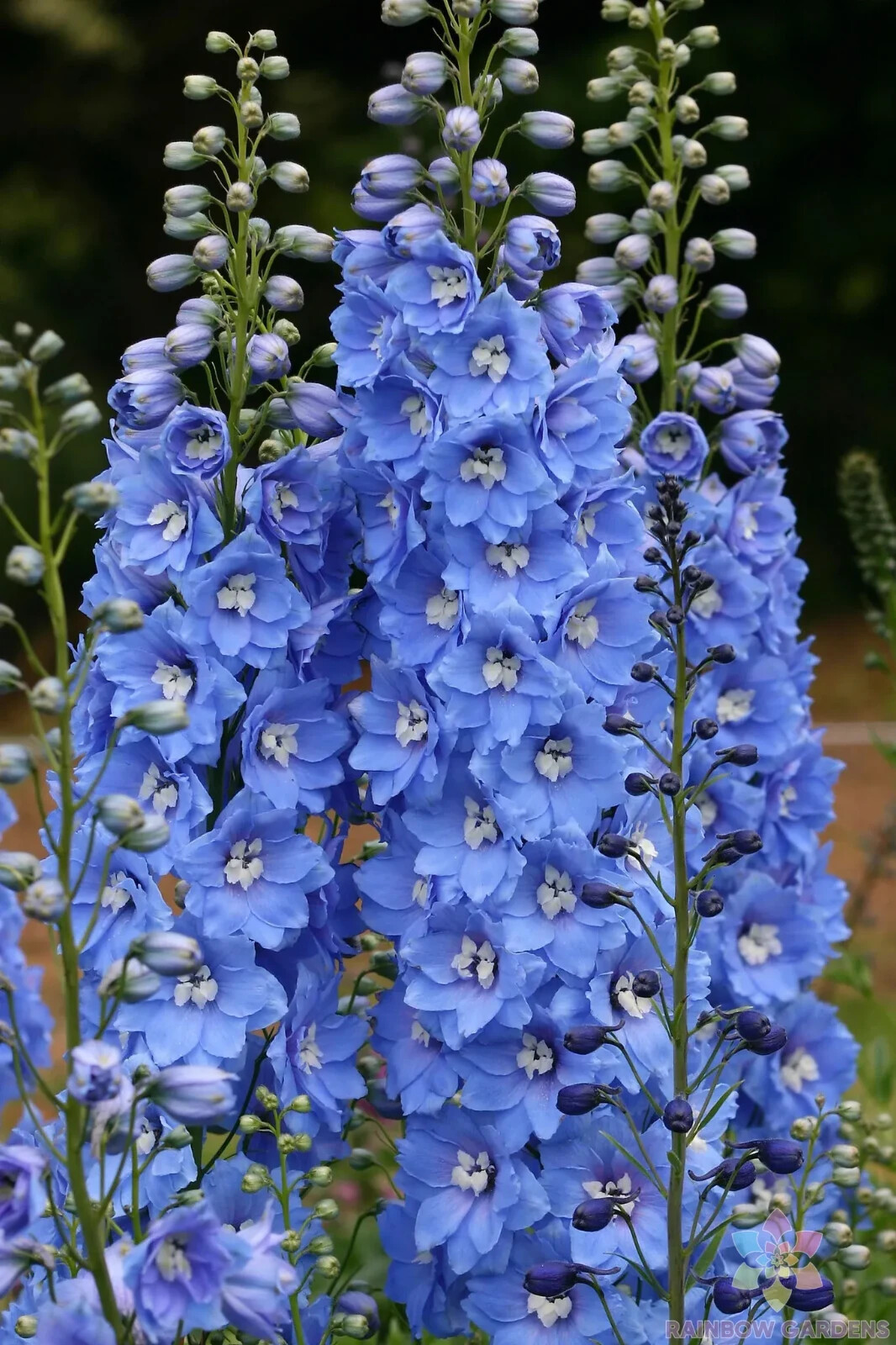200+ Sunny Skies Delphinium Seeds for Garden Planting – USA – FREE SHIPPING!
