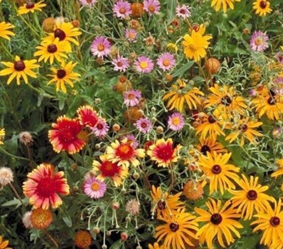Perennial Wild Flower Seed Mix – Diverse, Long-Lasting Blooms, Easy to 1/4 lb.