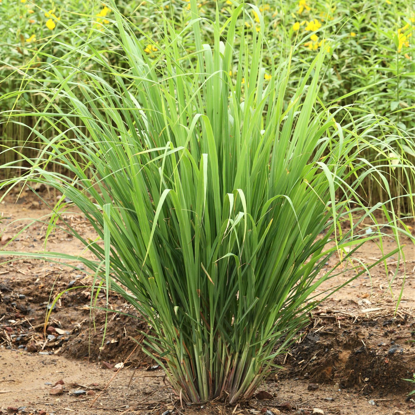 5 ORGANIC Lemongrass Stalks Plug Sereh Plant Lemon Grass Herb Mosquito Repellent