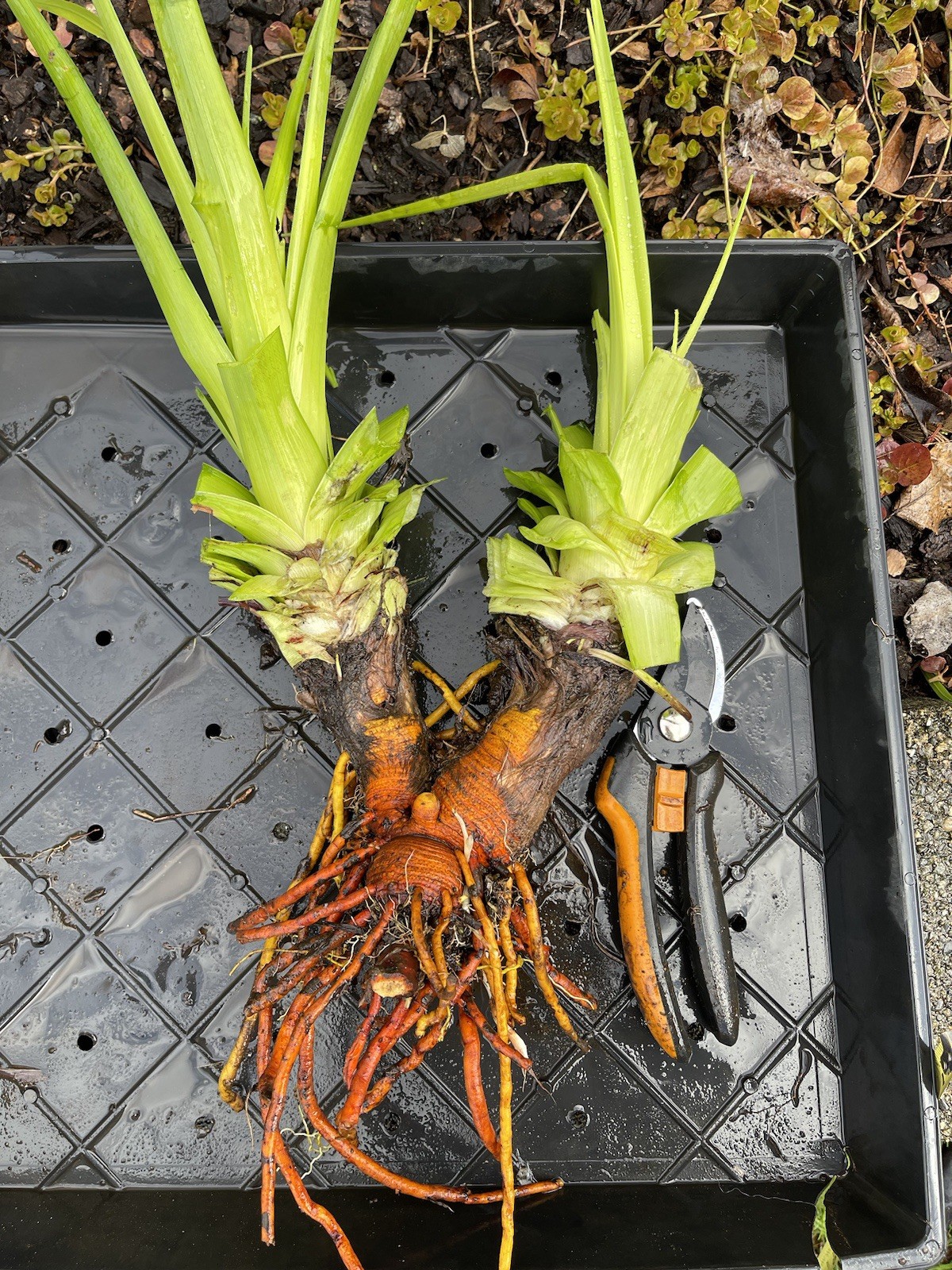 Torch lily, Red Hot Poker. Bare Root. Perennial