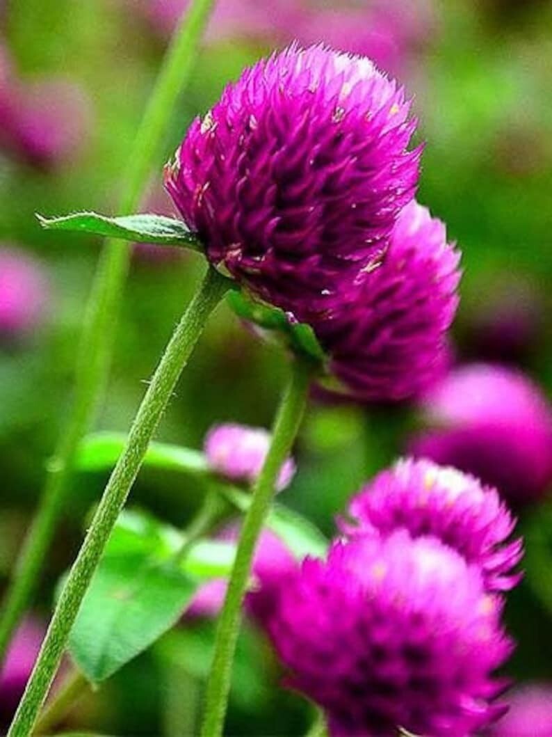 100 Purple Globe Amaranth Seeds. USA Seeds. Organic. Ships free