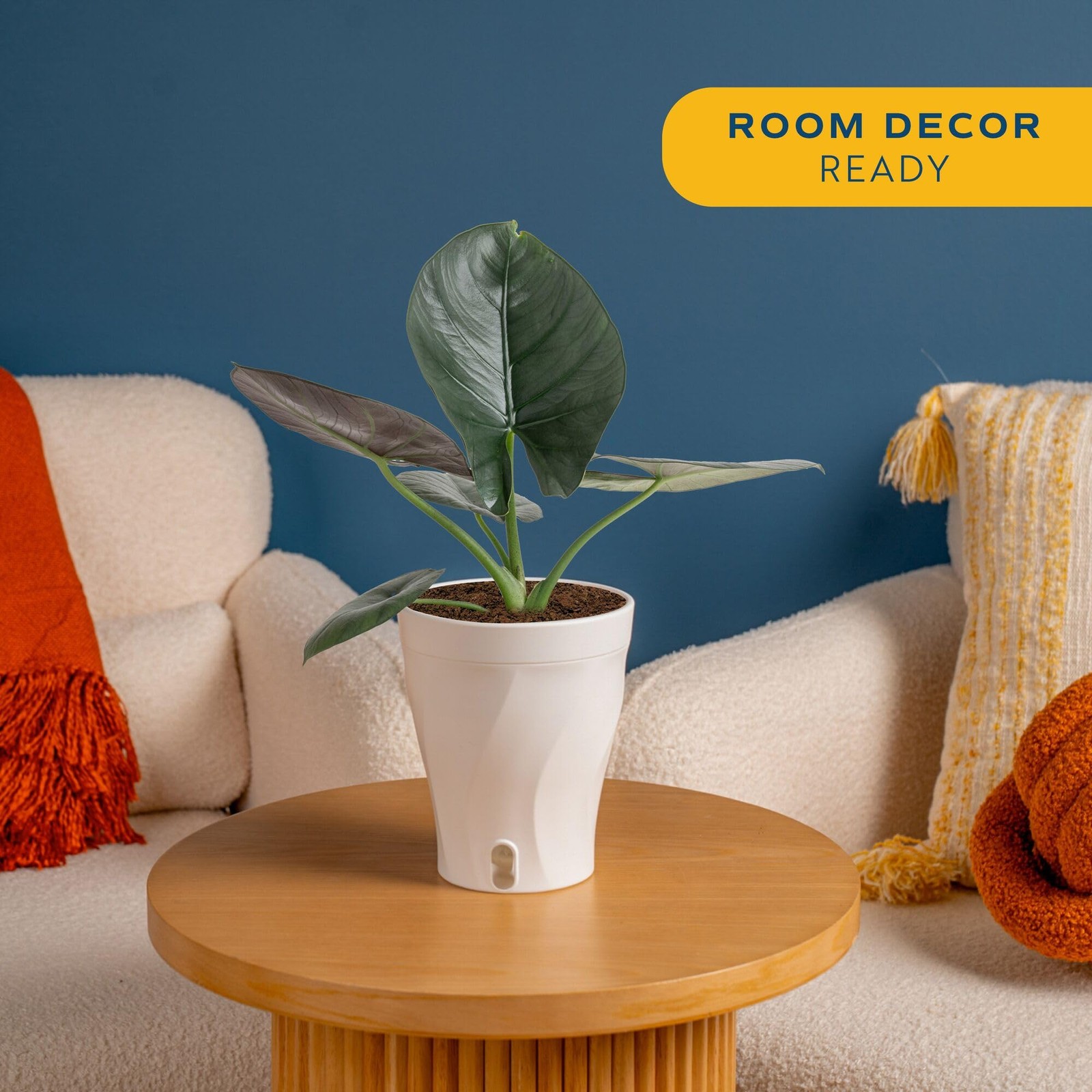 “Alocasia Reginae Live Plant Rare Tropical Indoor Decor, 6Inch SelfWatering
