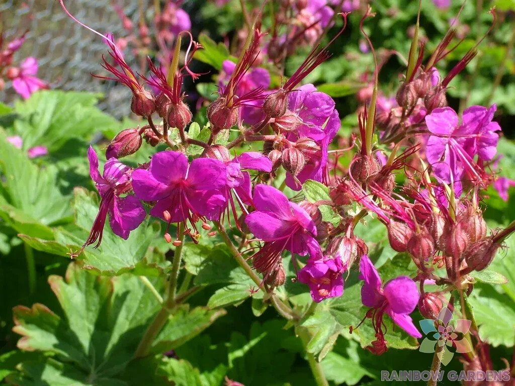 25+ Czakor (Macrorrhizum) Geranium Seeds for Garden – USA – FREE SHIPPING!