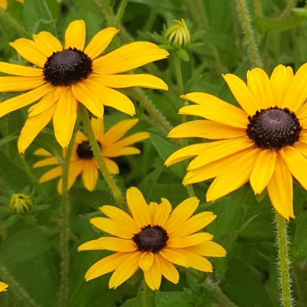 2001+BLACK EYED SUSAN Flower Seeds Perennial Native Wildflower Drought Heat Cold