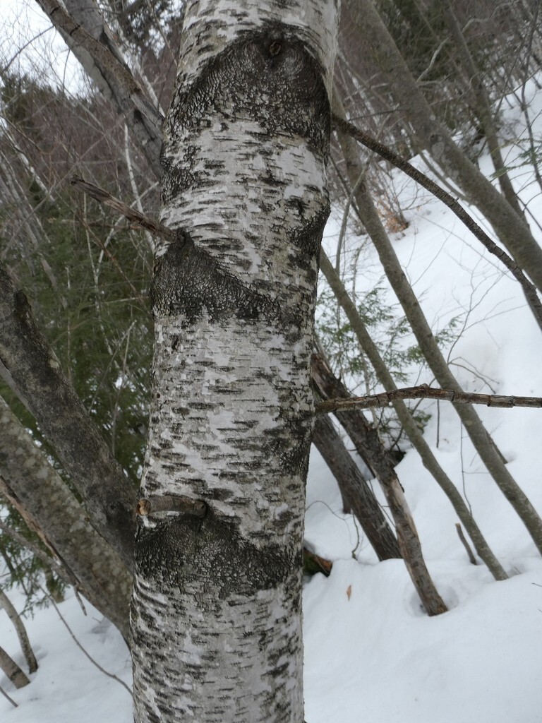 Betula populifolia (Gray Birch) Tree Seeds, Attractive Bark bonsai