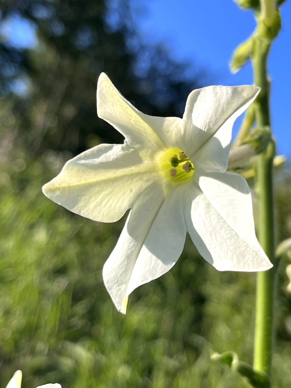 100+ Nicotiana alata Seeds – Organic ‘Jasmine Tobacco’ Seeds
