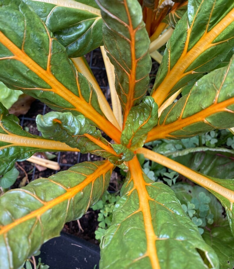 Orange Fantasia Swiss Chard Seeds 100 Ct Vegetable Heirloom NON-GMO FREE S&H