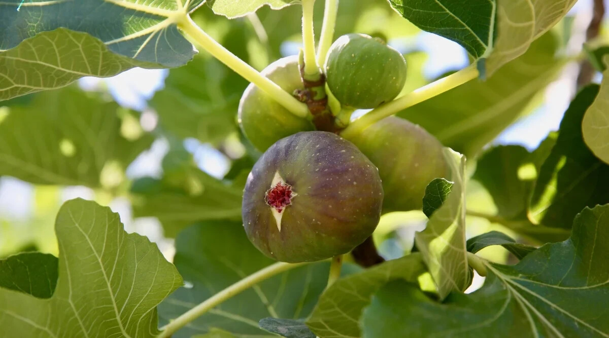 100+ Alma Fig Seeds for Garden Planting – USA – FREE SHIPPING!