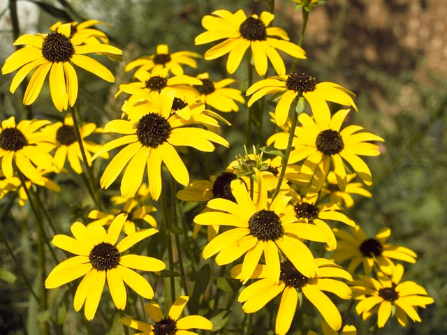 BLACK EYED SUSAN * FULL SUN * BUTTERFLY ATTRACT * RAPID SPREADER * E-Z TO GROW *
