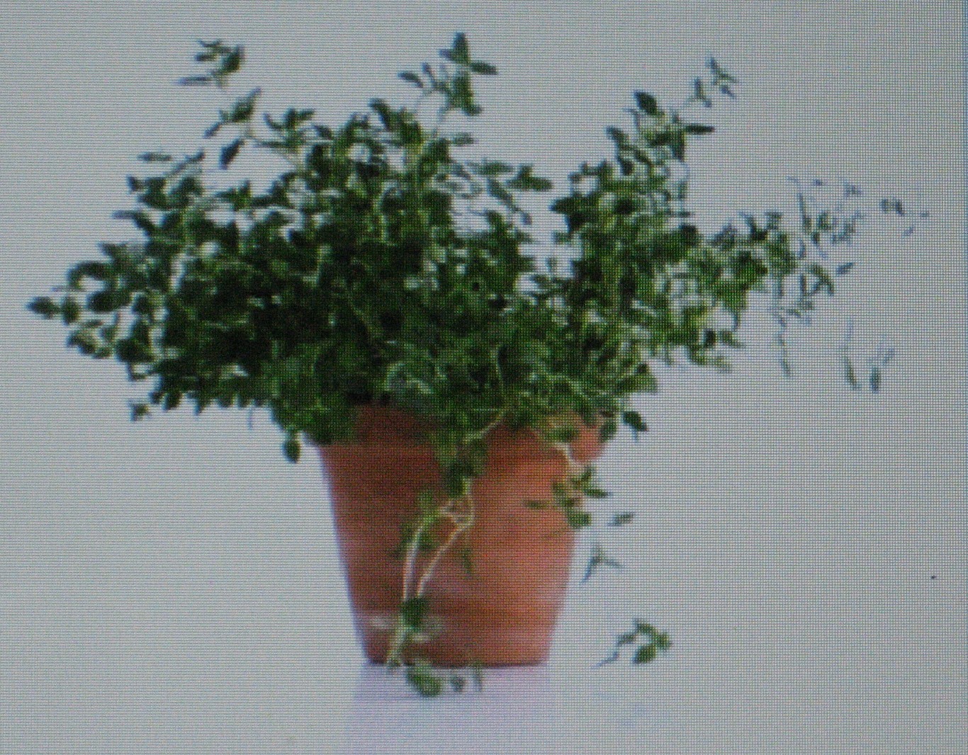 THYME HERB* 100 SEEDS* GOURMET * CULINARY *
