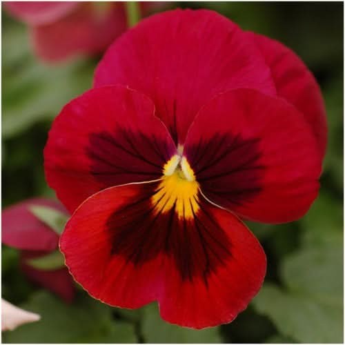 Arkwright Ruby Viola Seeds For Planting (Viola cornuta)