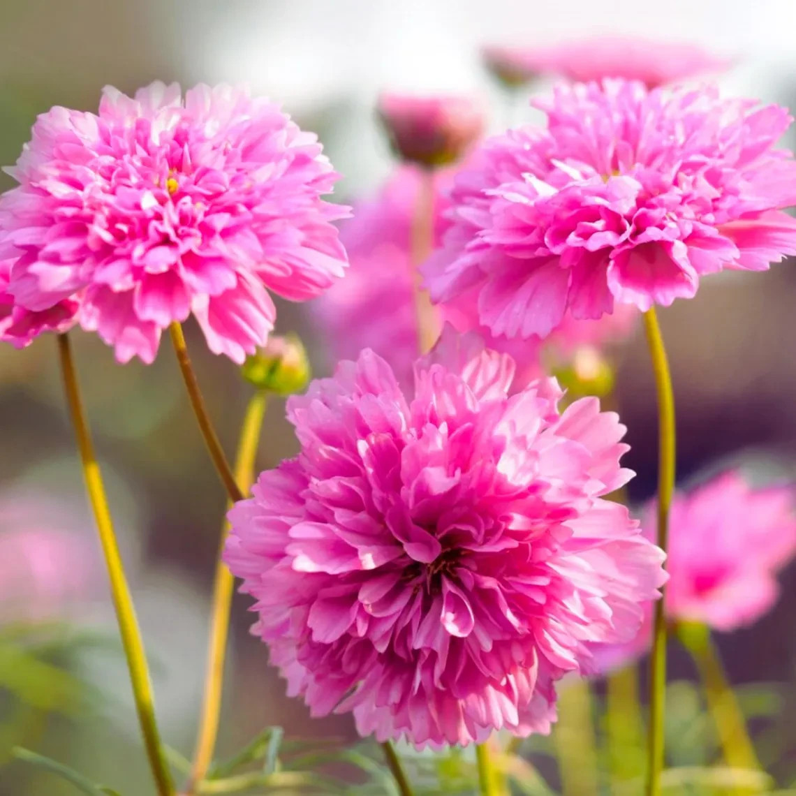 Double Click Rose Bon Bon Cosmos Seeds, Cosmos Bippinatus