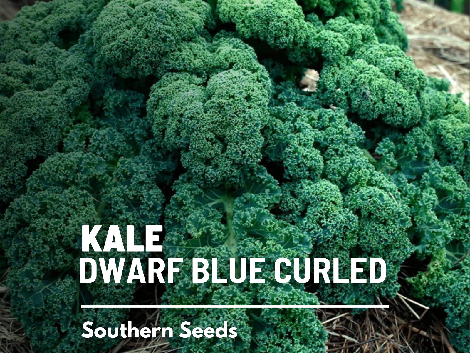 Kale, Dwarf Blue Curled Scotch – 100 Seeds – Sow Spring & Summer – GMO Free