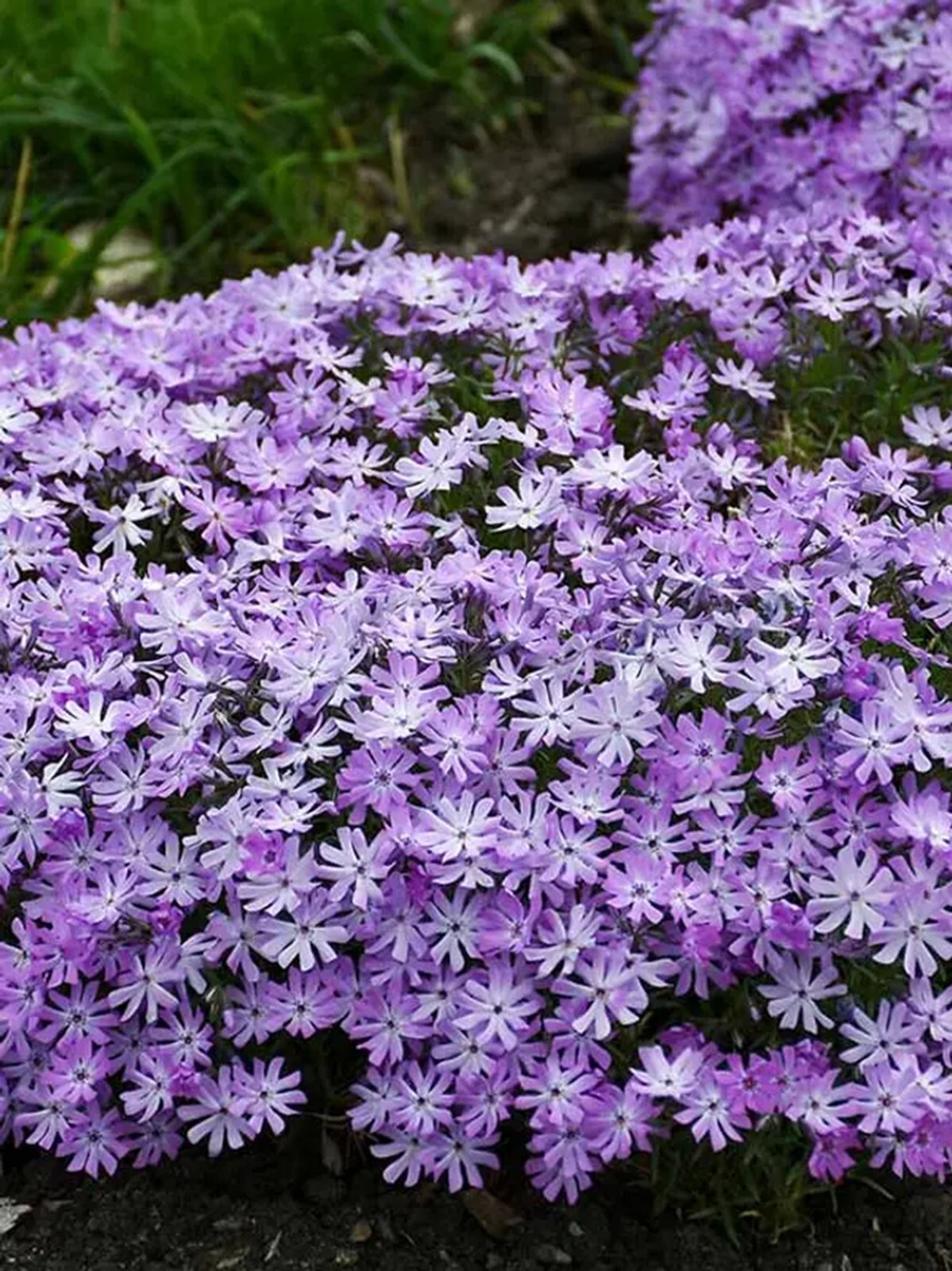 50 Bedazzled Lavendar Phlox Seeds Flower Perennial Seed Flowers Butterfly