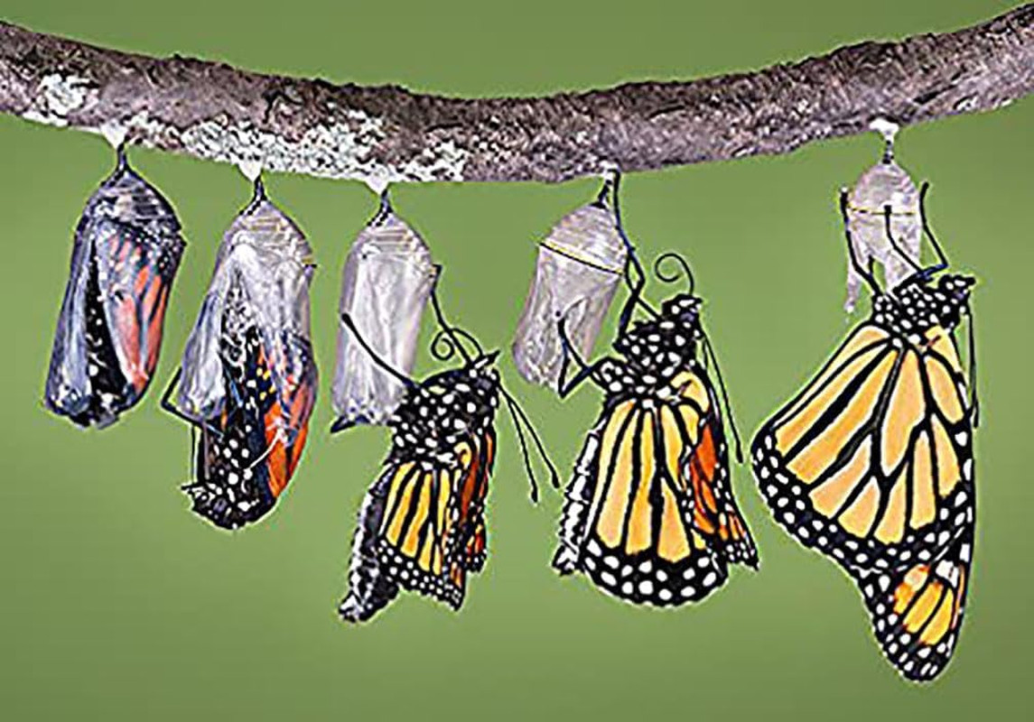 Pink Swamp Milkweed Seeds to Help Save The Monarch Butterflies – Incarnata Milkw