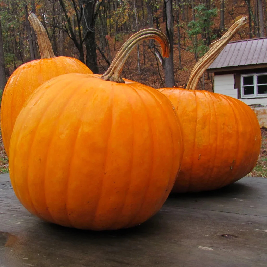 Connecticut Field Pumpkin Seeds | Patch Pumpkins Heirloom Vegetable Seed 2024