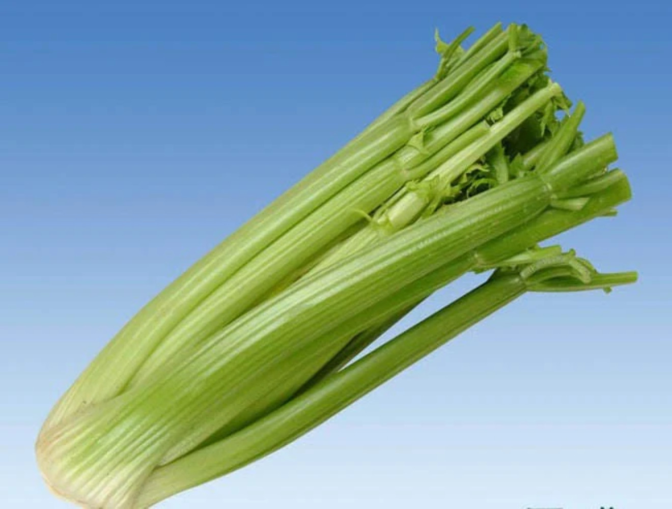 1000 TALL UTAH CELERY Apium Graveolens Dulce Vegetable Seeds