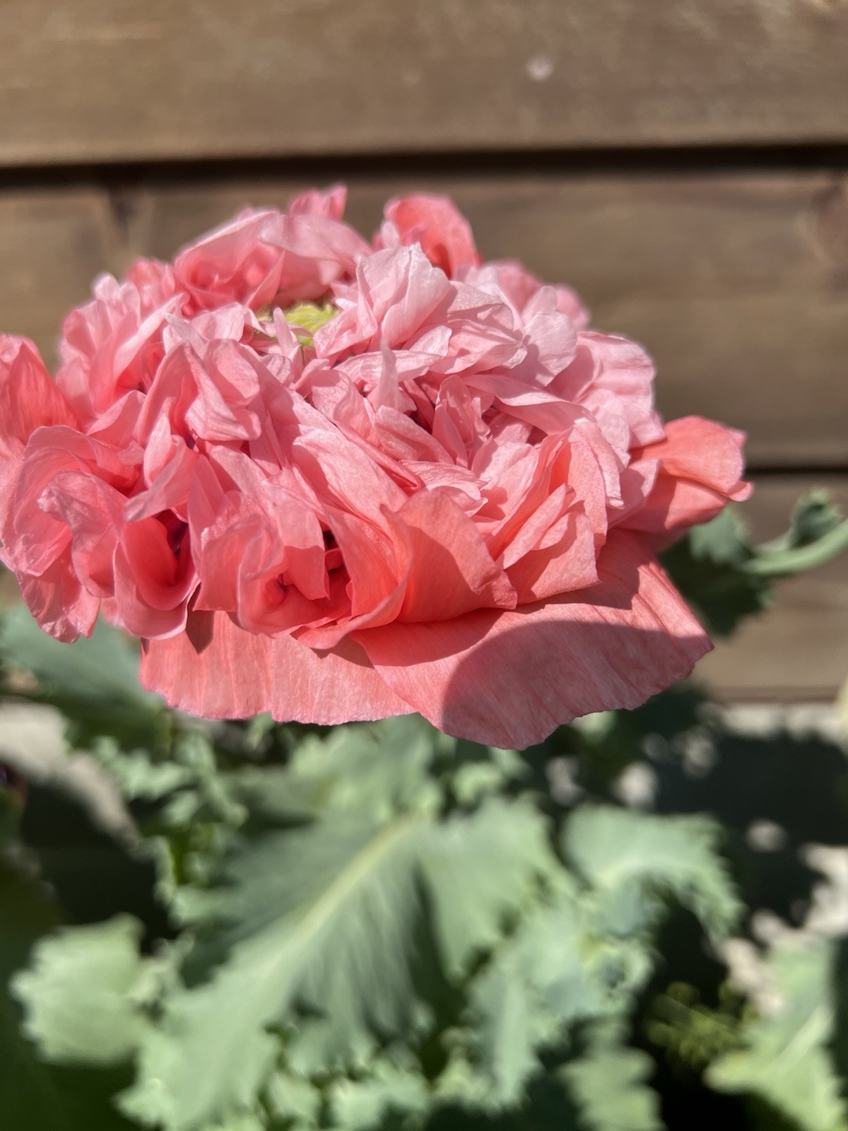Pink peony poppy seeds, peony Organic, 4 gram .