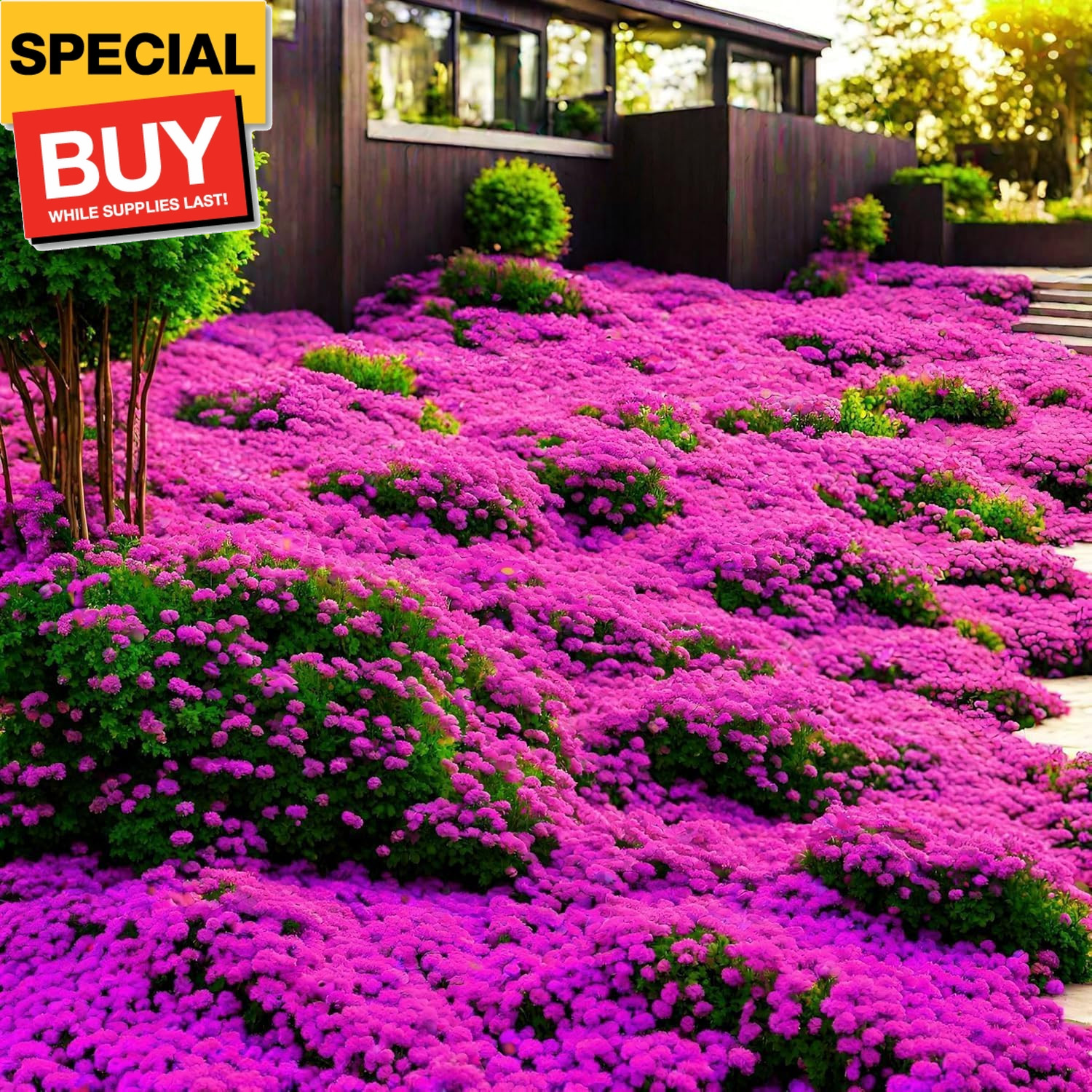 15000+ Creeping Thyme Ground Cover Seeds for Planting – Magic Perennial Flower L