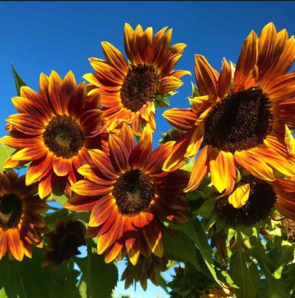 25+Seeds|Earthwalker Sunflowers Seeds #E032