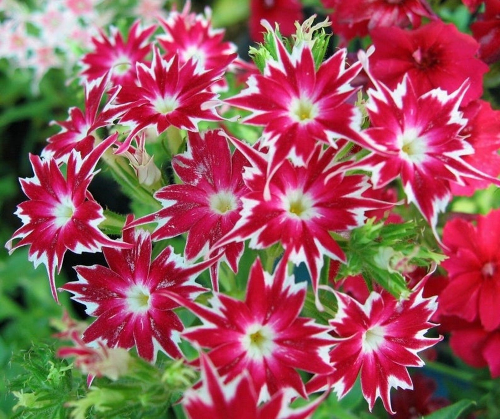 50 Bright Red White Phlox Seeds Flower Perennial Flowers Bee Butterfly US SELLER