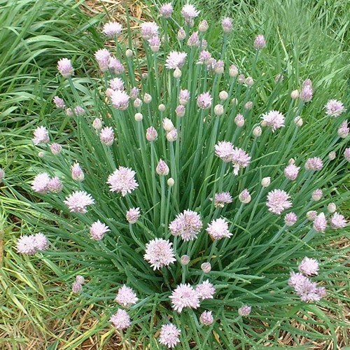 150 GARLIC CHIVE / CHIVES HERB SEEDS ~ 2026 ~ heirloomseedguy ~ USA