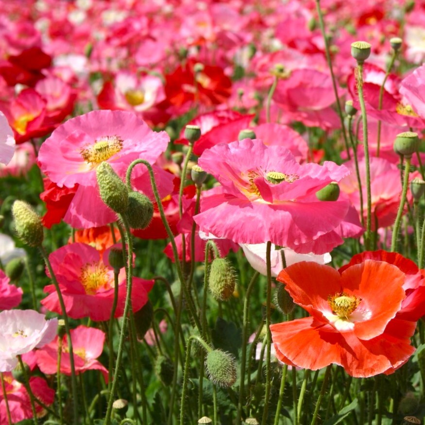 Single Mix Shirley Poppy Seeds | P.Rhoeas Pink Red Poppies Wild Flower Seed 2025