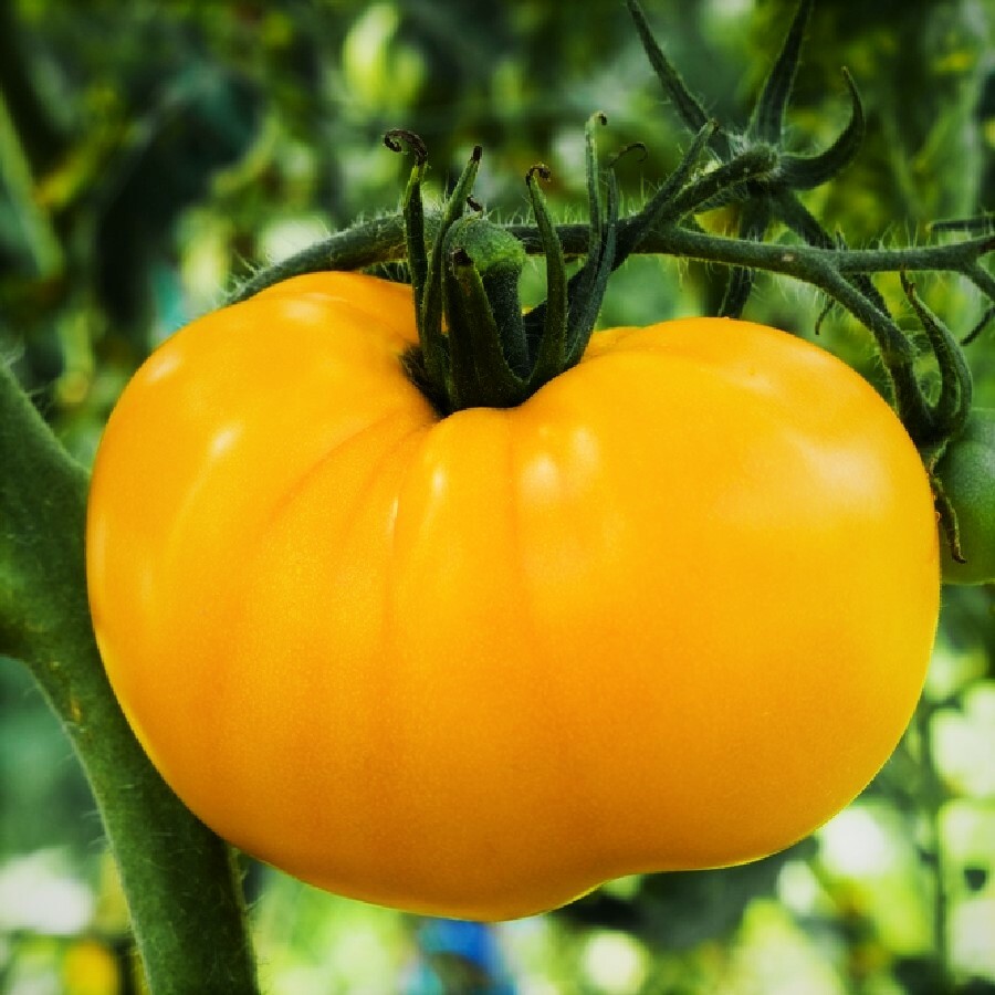 Yellow Brandywine Tomato Seeds | Golden Beefsteak Tomatoes Vegetable Seed 2024