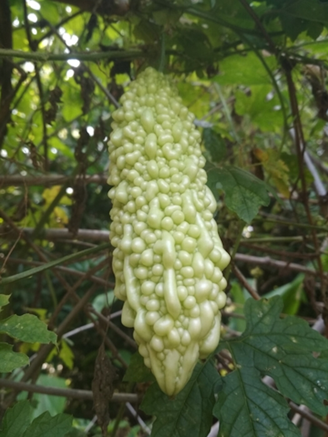 5 seeds – Momordica White – White Bitter Gourd Seed Pack